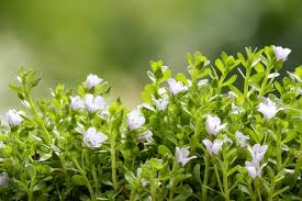 Brahmi (Bacopa monnieri) Farming: A Complete&nbsp;Guide
