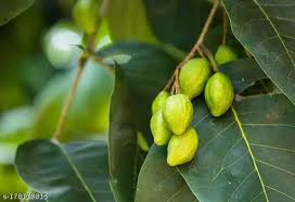 krishi center- Harad Planting