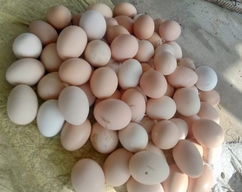 krishicenter brown eggs