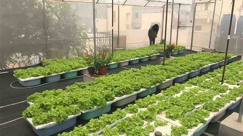 Hydroponics or Aquaponics Farm - krishicenter