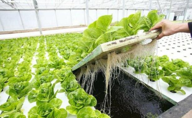 Hydroponics or Aquaponics steps- krishicenter