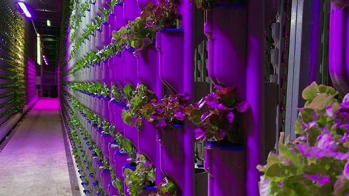 Hydroponics or Aquaponics - krishicenter