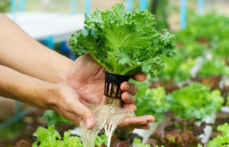 Hydroponics or Aquaponics yield- krishicenter