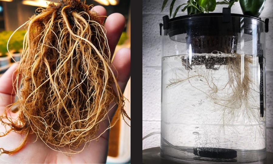 Hydroponics or Aquaponics - krishicenter