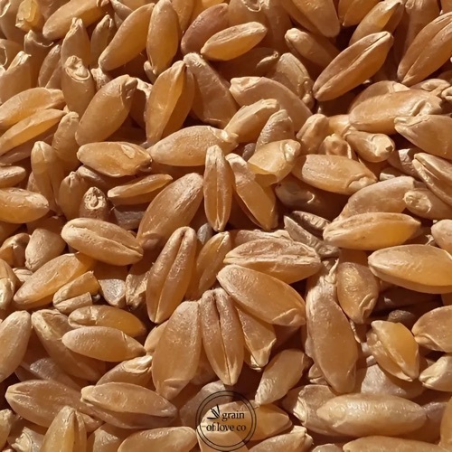 Durum wheat seed - krishicenter