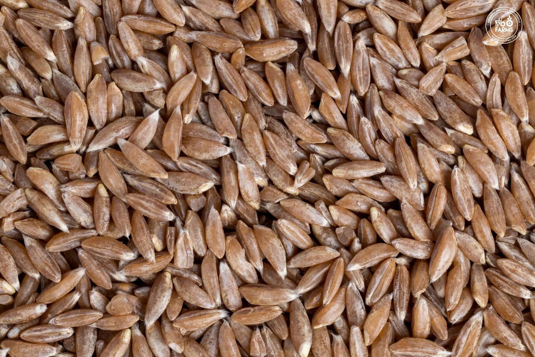 Khapli wheat seed - krishicenter