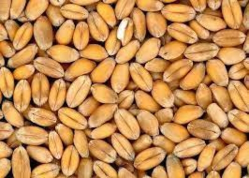 sonalika wheat seed - krishicenter