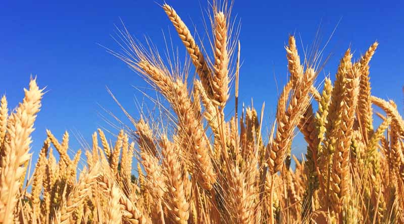 sharbati wheat seed - krishicenter