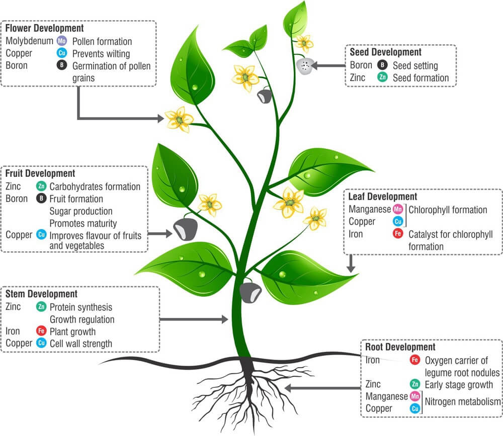 Plant Micro Nutrients Growth Stages- krishicenter