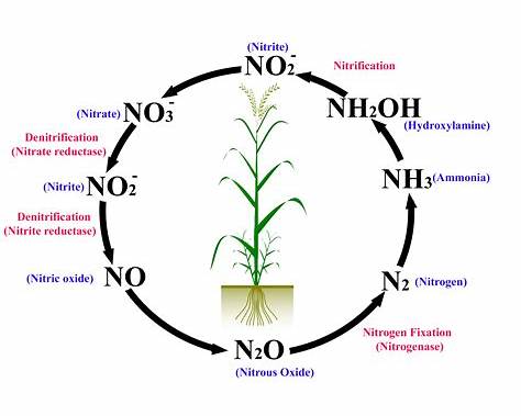 PLant Nutrients primary nutrients Nitrogen - krishicenter