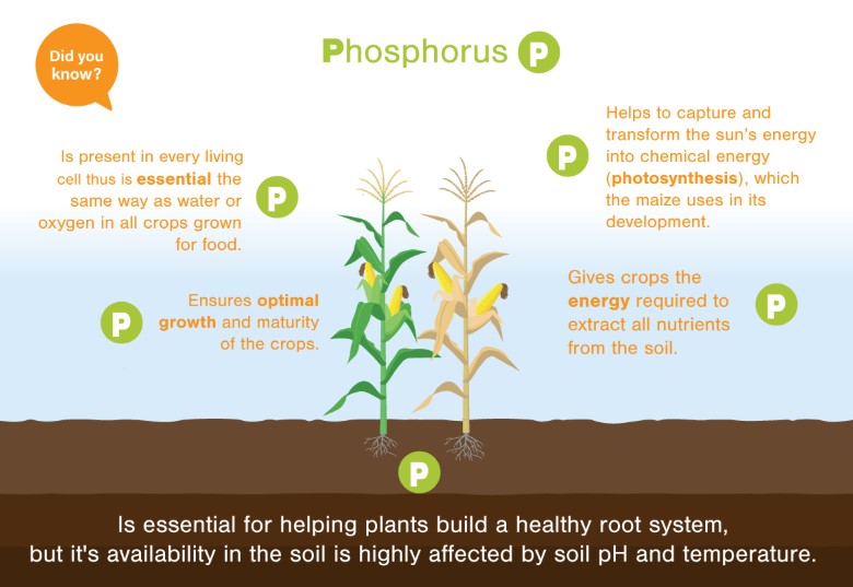 PLant Nutrients primary nutrients Phosphorus - krishicenter