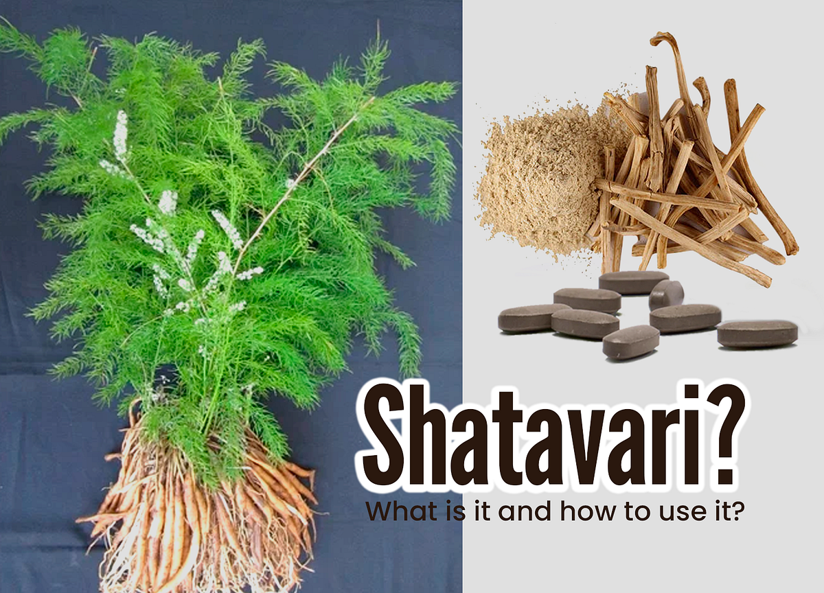 Shatavari: Farming Guide, Medicinal & Economic&nbsp;Value
