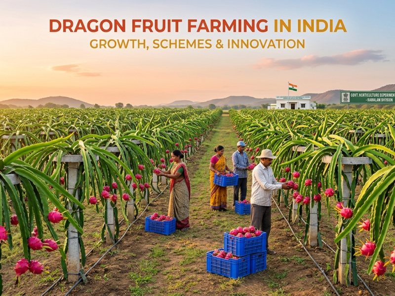 Dragon Fruit Farming in&nbsp;India