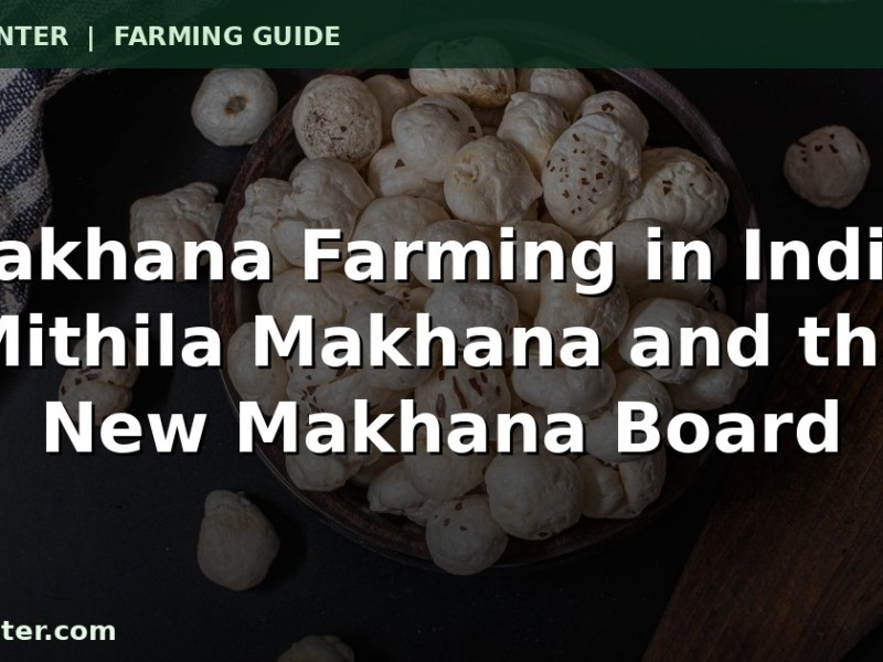 Makhana Farming in India: Mithila Makhana, the New Makhana Board and the Income Potential for Farmers / भारत में मखाना की खेती: मिथिला मखाना, नया मखाना बोर्ड और किसानों के लिए आय की&nbsp;संभावना