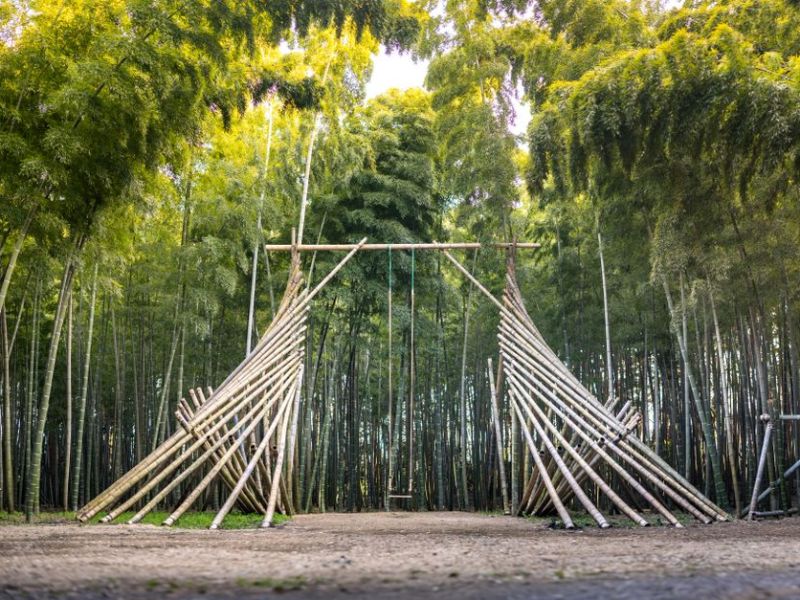 Bamboo Farming in India: The National Bamboo Mission and the Income Opportunity / भारत में बांस की खेती: राष्ट्रीय बांस मिशन और आय की&nbsp;संभावना
