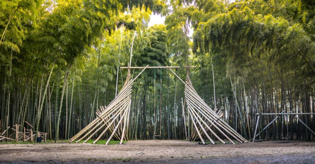 Bamboo grove and plantation in India - National Bamboo Mission - Krishicenter