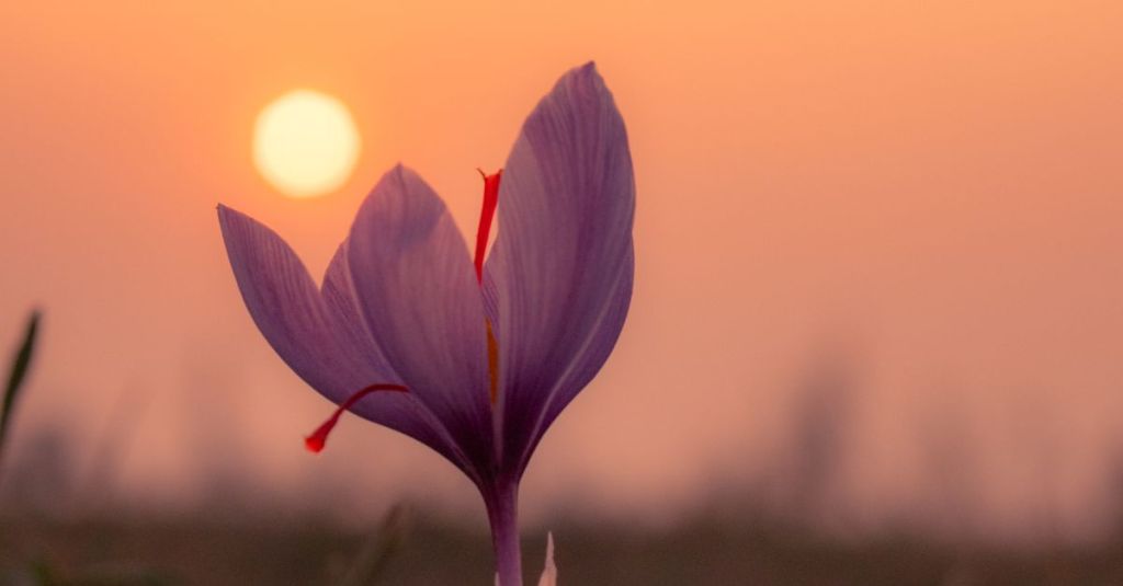 Saffron Farming - crocus flowers in a field in Pampore, Kashmir - Krishicenter