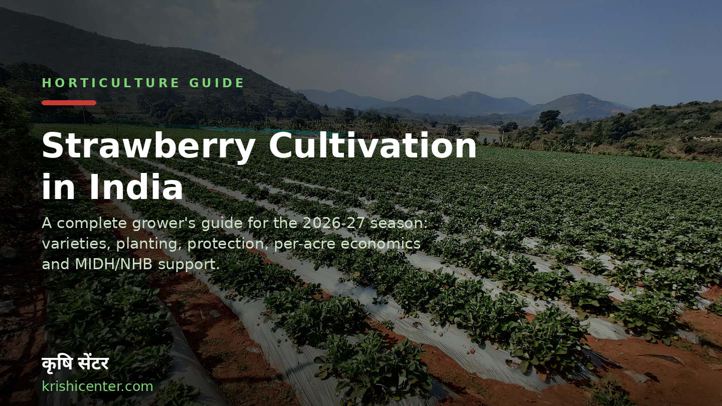 Strawberry Cultivation in India: A Complete&nbsp;Guide