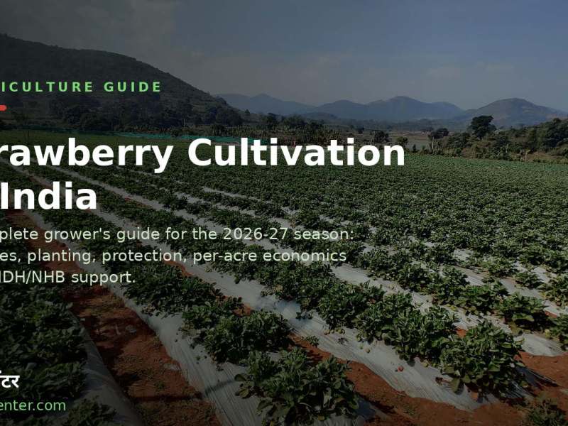 Strawberry Cultivation in India: A Complete&nbsp;Guide