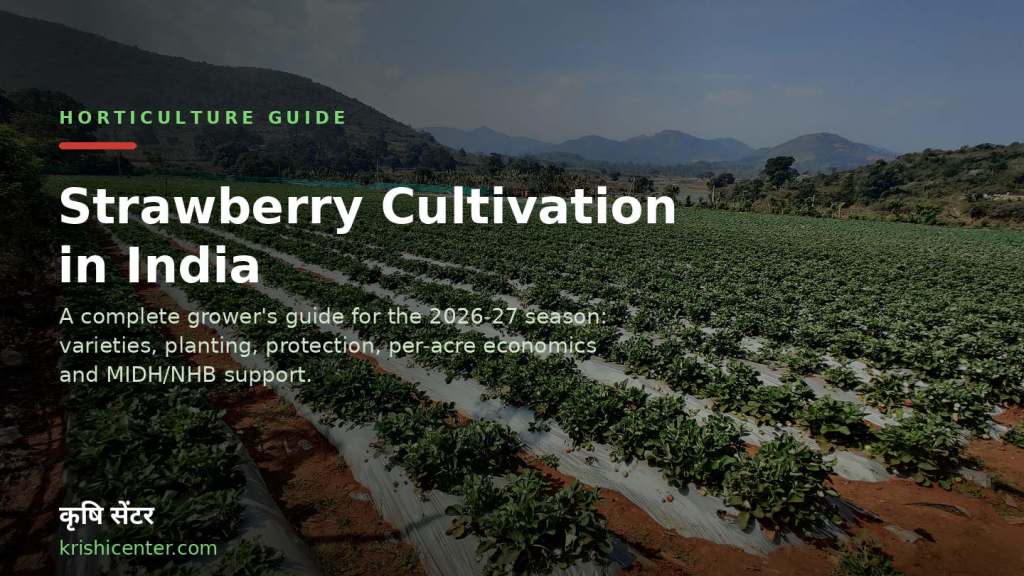 Strawberry Farming in India - Krishicenter